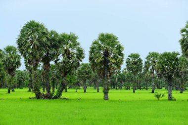 Tanote palmiyeleri çevresindeki yeşil pirinç tarlaları ve Dong Nang bölgesi görünüyor..