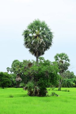 Tanote palmiyeleri çevresindeki yeşil pirinç tarlaları ve Dong Nang bölgesi görünüyor..