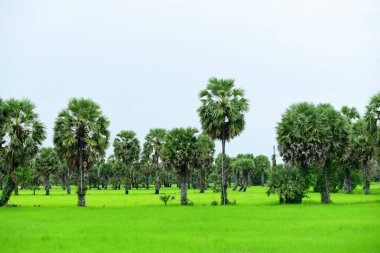 Tanote palmiyeleri çevresindeki yeşil pirinç tarlaları ve Dong Nang bölgesi görünüyor..