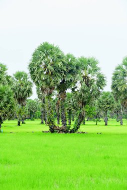 Tanote palmiyeleri çevresindeki yeşil pirinç tarlaları ve Dong Nang bölgesi görünüyor..