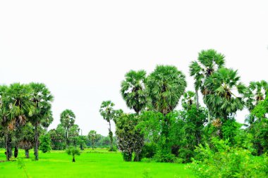 Tanote palmiyeleri çevresindeki yeşil pirinç tarlaları ve Dong Nang bölgesi görünüyor..