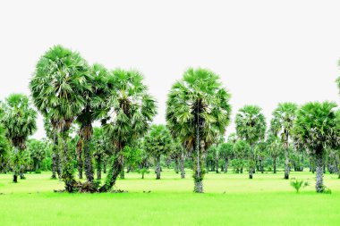 Hindistan cevizi ağaçlı yeşil pirinç tarlası
