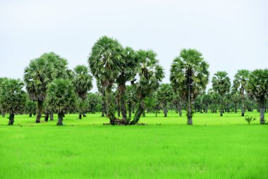 Tanote palmiyeleri çevresindeki yeşil pirinç tarlaları ve Dong Nang bölgesi görünüyor..