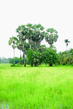 Tanote palmiyeleri çevresindeki yeşil pirinç tarlaları ve Dong Nang bölgesi görünüyor..