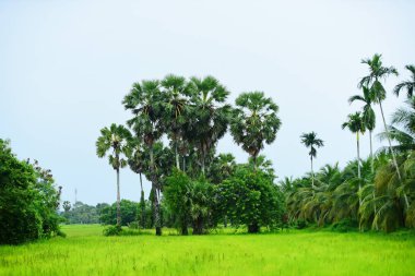 Hindistan cevizi ağaçlı yeşil pirinç tarlası