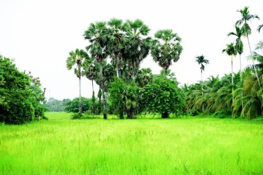 Tanote palmiyeleri çevresindeki yeşil pirinç tarlaları ve Dong Nang bölgesi görünüyor..