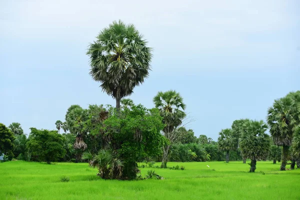 Вид Зеленые Рисовые Поля Район Донг Нанг Вокруг Пальм Таноте — стоковое фото