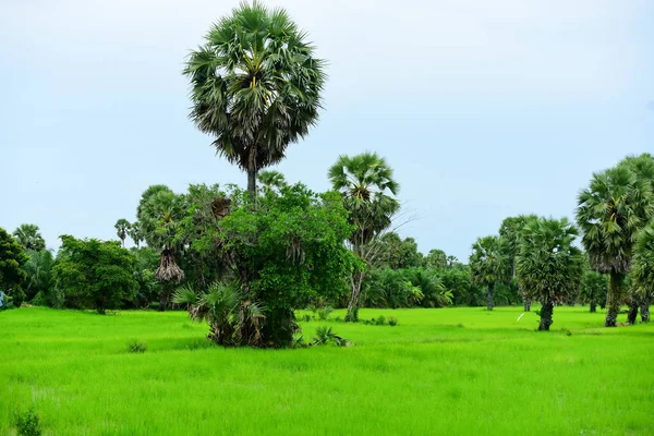 Vista Campos Arroz Verde Área Dong Nang Torno Palmeiras Tanote — Fotografia de Stock