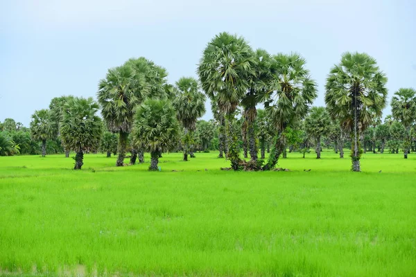 Campo Arroz Verde Con Cocoteros Durante Día —  Fotos de Stock