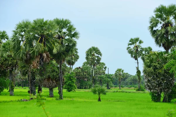 Hindistan cevizi ağaçlı yeşil pirinç tarlası