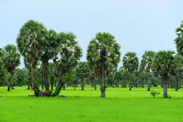Tanote palmiyeleri çevresindeki yeşil pirinç tarlaları ve Dong Nang bölgesi görünüyor..