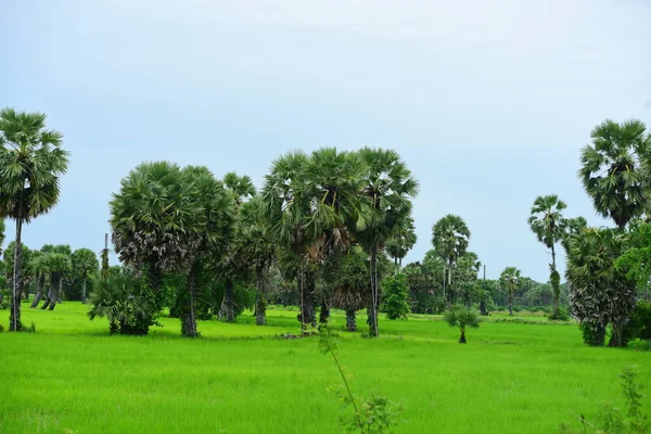 Hindistan cevizi ağaçlı yeşil pirinç tarlası