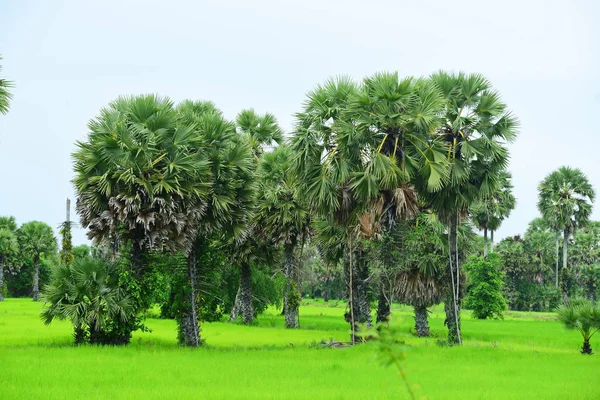 View Green Rice Fields Dong Nang Area Tanote Palm Trees — Stock Photo, Image