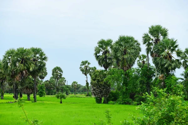 Zelené Rýžové Pole Kokosovými Stromy Dne — Stock fotografie