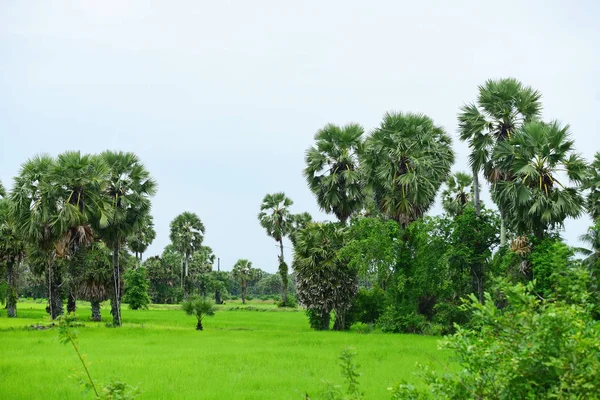 Pohled Zelené Rýžové Pole Dong Nang Oblasti Kolem Tanote Palmy — Stock fotografie