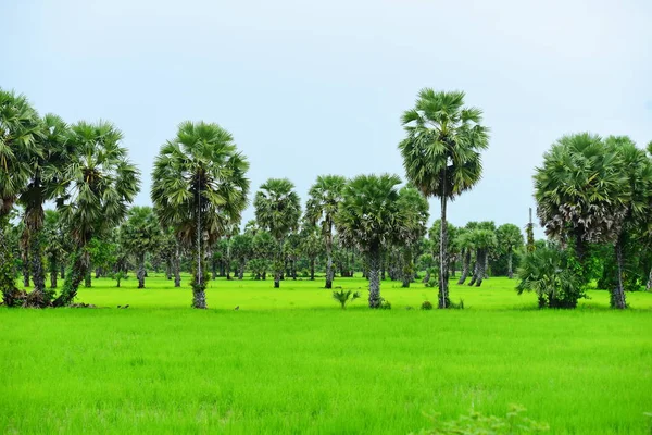 Vista Los Campos Arroz Verde Área Dong Nang Alrededor Las —  Fotos de Stock