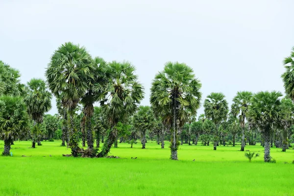 Tanote Palmiyeleri Çevresindeki Yeşil Pirinç Tarlaları Dong Nang Bölgesi Görünüyor — Stok fotoğraf