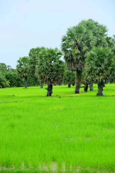 Зеленое Рисовое Поле Кокосовыми Пальмами Днем — стоковое фото