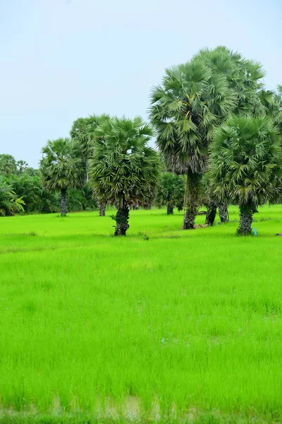 Campo Arroz Verde Con Cocoteros Durante Día —  Fotos de Stock