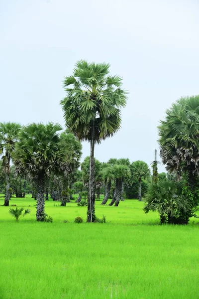Tanote palmiyeleri çevresindeki yeşil pirinç tarlaları ve Dong Nang bölgesi görünüyor..