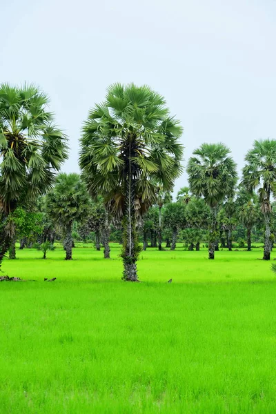 Campo Arroz Verde Con Cocoteros Durante Día — Foto de Stock