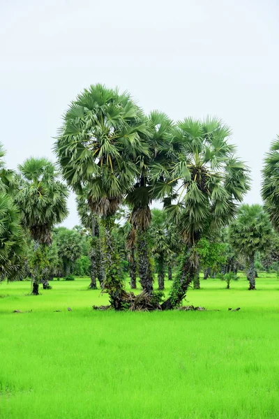 View Green Rice Fields Dong Nang Area Tanote Palm Trees — Stock Photo, Image