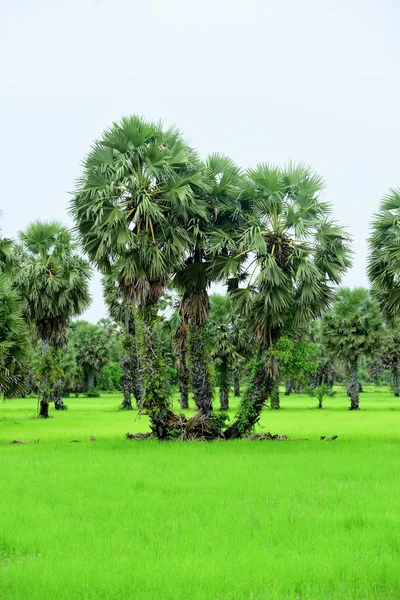 Zielone Pole Ryżowe Drzewami Kokosowymi Ciągu Dnia — Zdjęcie stockowe