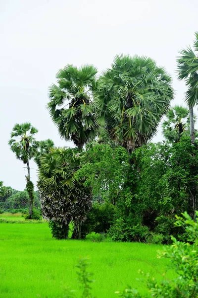 View Green Rice Fields Dong Nang Area Tanote Palm Trees — Stock Photo, Image