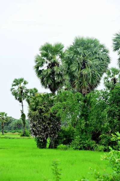 Зелене Рисове Поле Кокосовими Деревами Вдень — стокове фото