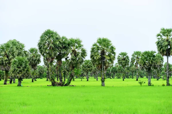 Зеленое Рисовое Поле Кокосовыми Пальмами Днем — стоковое фото