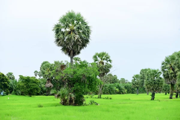 Vista Los Campos Arroz Verde Área Dong Nang Alrededor Las —  Fotos de Stock