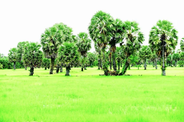 Зелене Рисове Поле Кокосовими Деревами Вдень — стокове фото