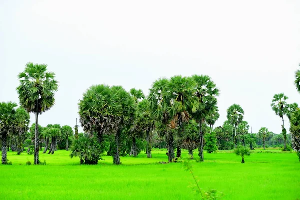 Vista Los Campos Arroz Verde Área Dong Nang Alrededor Las — Foto de Stock