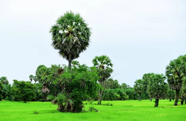 Vista Los Campos Arroz Verde Área Dong Nang Alrededor Las —  Fotos de Stock