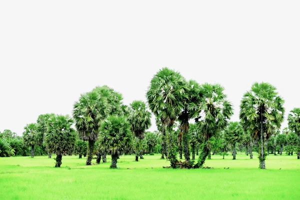 Utsikt Över Gröna Risfält Och Dong Nang Området Runt Tanote — Stockfoto