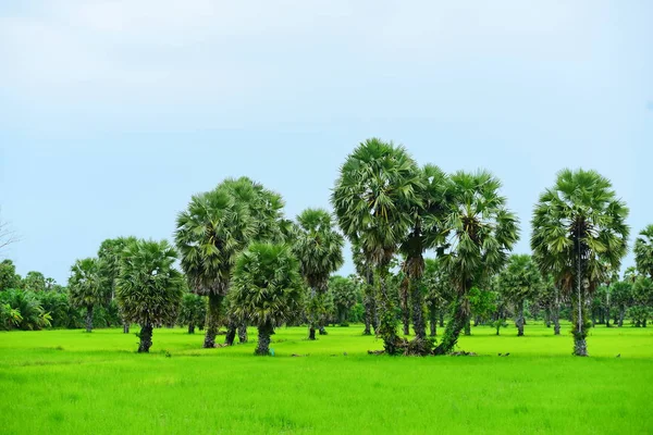 Вид Зеленые Рисовые Поля Район Донг Нанг Вокруг Пальм Таноте — стоковое фото