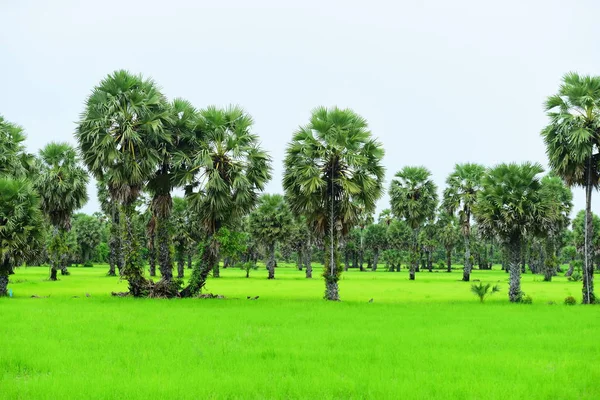 Vista Los Campos Arroz Verde Área Dong Nang Alrededor Las —  Fotos de Stock