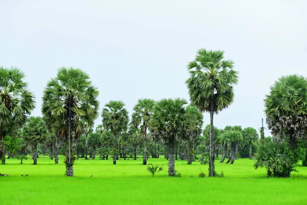 白日有椰子树的绿稻田 — 图库照片