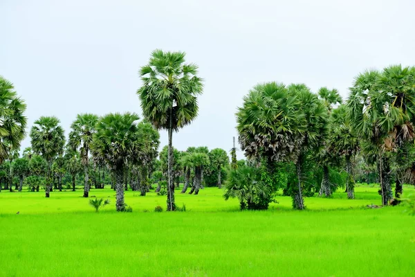 观塘油棕榈树周围的绿稻田及东南地区 — 图库照片