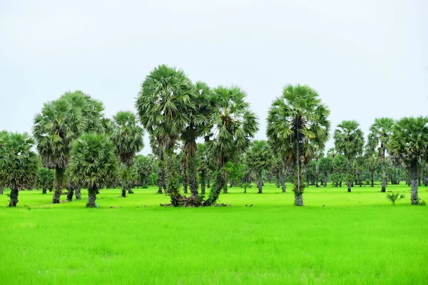 Hindistan Cevizi Ağaçlı Yeşil Pirinç Tarlası — Stok fotoğraf