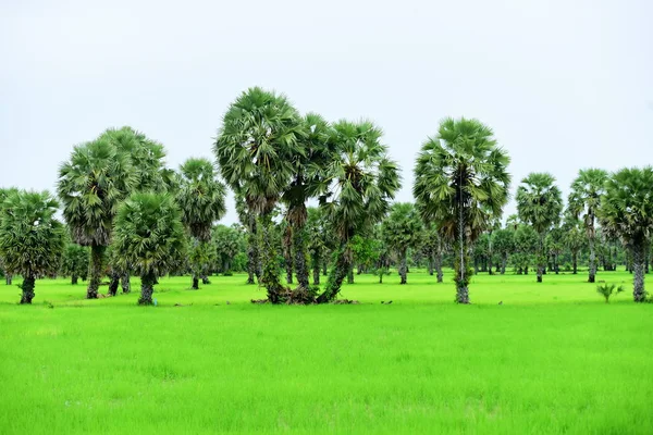 Pemandangan Sawah Hijau Dan Wilayah Dong Nang Sekitar Pohon Palem — Stok Foto