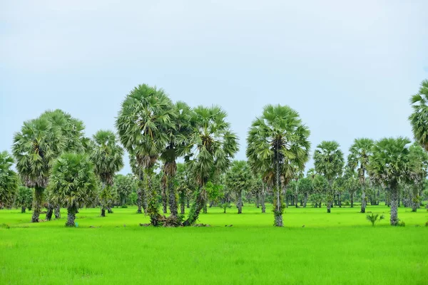 Zelené Rýžové Pole Kokosovými Stromy Dne — Stock fotografie