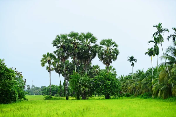 Hindistan cevizi ağaçlı yeşil pirinç tarlası