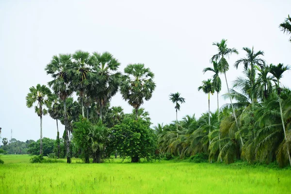 Tanote palmiyeleri çevresindeki yeşil pirinç tarlaları ve Dong Nang bölgesi görünüyor..