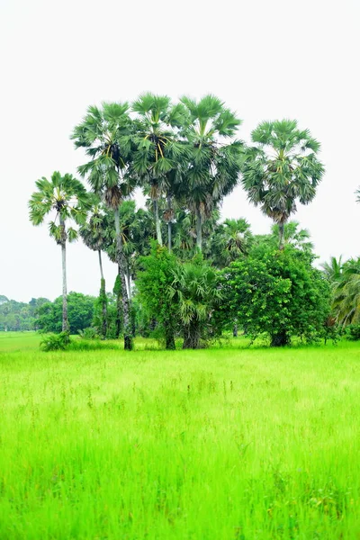 Widok Zielone Pola Ryżowe Obszar Dong Nang Wokół Palm Tanote — Zdjęcie stockowe