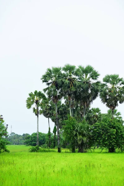 View Green Rice Fields Dong Nang Area Tanote Palm Trees — Stock Photo, Image