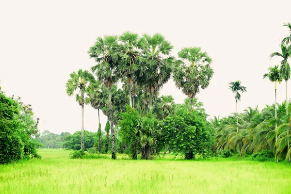 昼間はココナッツの木のある緑の田んぼ — ストック写真