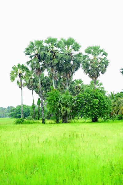 Blick Auf Grüne Reisfelder Und Dong Nang Gebiet Tanote Palmen — Stockfoto
