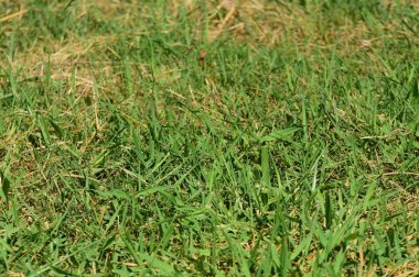 Tayland 'daki Dhammakaya Tapınağı için büyük bir yapı. Yapım aşamasındaki endüstriyel gri beton bina. Terk edilmiş bina iç mimarisi..