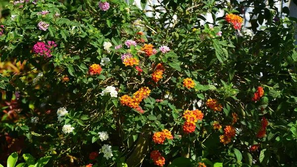 Vista Parque Com Flores Coloridas Durante Dia — Fotografia de Stock